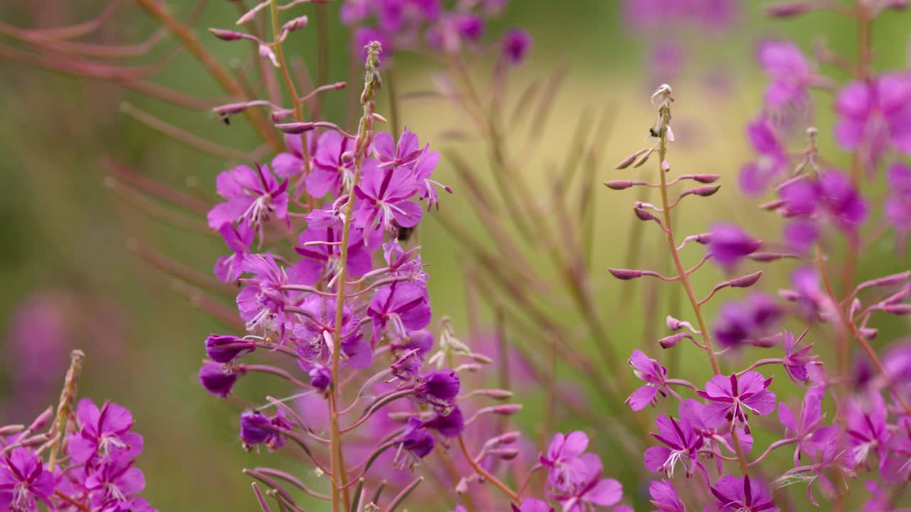 Close-up of bee visiting vibrant fireweed flowers, soft natural daylight, gentle camera movement, shallow focus