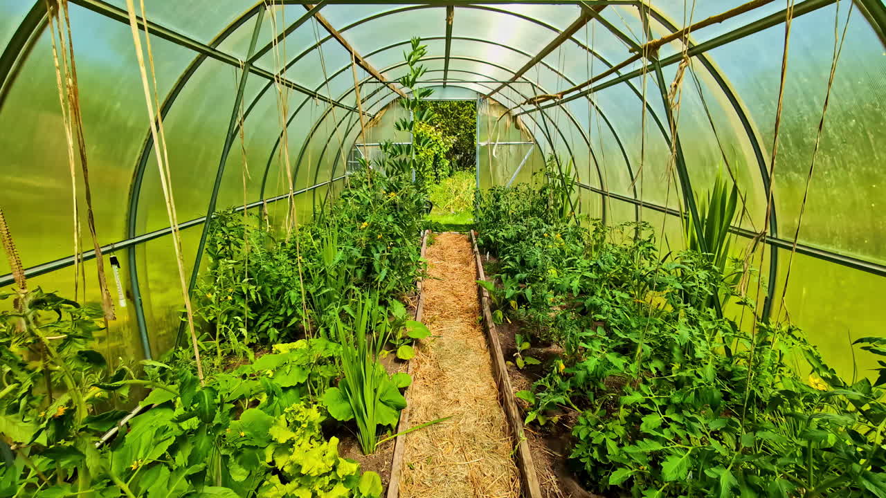 Thick green tomato plants growing inside plastic greenhouse with straw-covered soil path