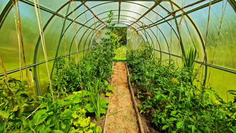 Thick green tomato plants growing inside plastic greenhouse with straw-covered soil path