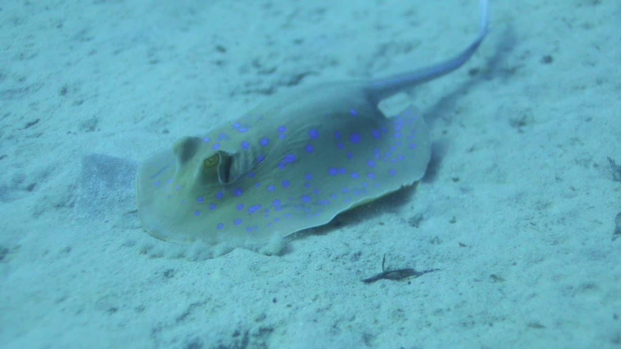 산호초 옆에 있는 홍해의 푸른 점박이 가오리