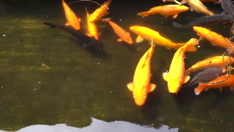 el jadeo de los peces koi dorados y negros nadando en la piscina