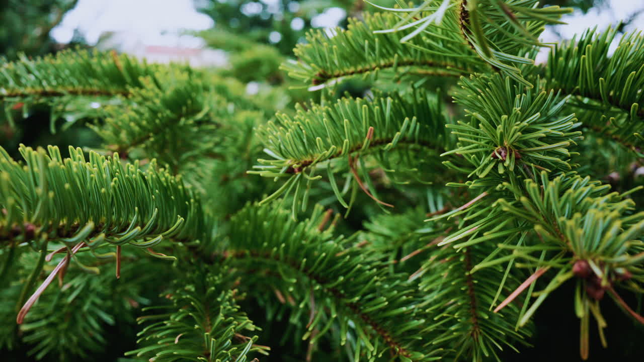 A detailed close up of green fir tree branches with fresh and vibrant needles