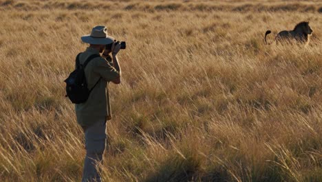 fotógrafo capturando leones en la sabana africana