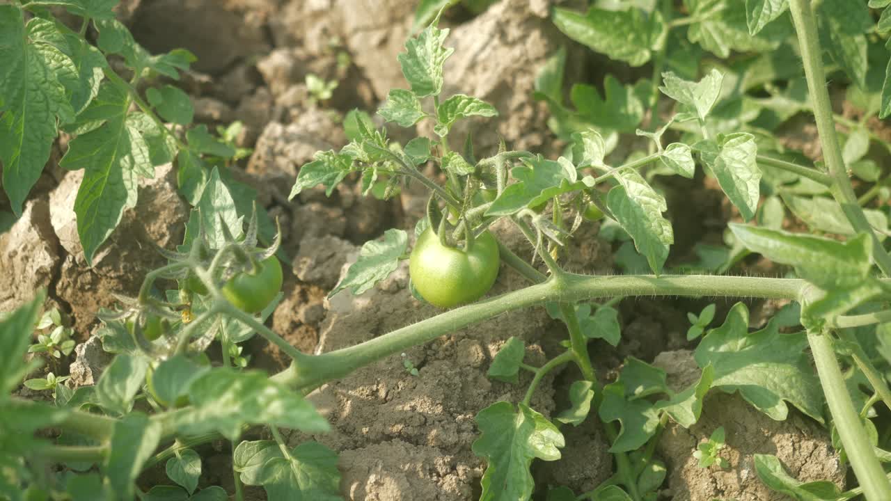 Green tomatoes on the vine growing in the garden