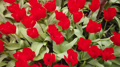 Rote-Tulpen-Im-Frühling.-In-4k-Aufgenommen