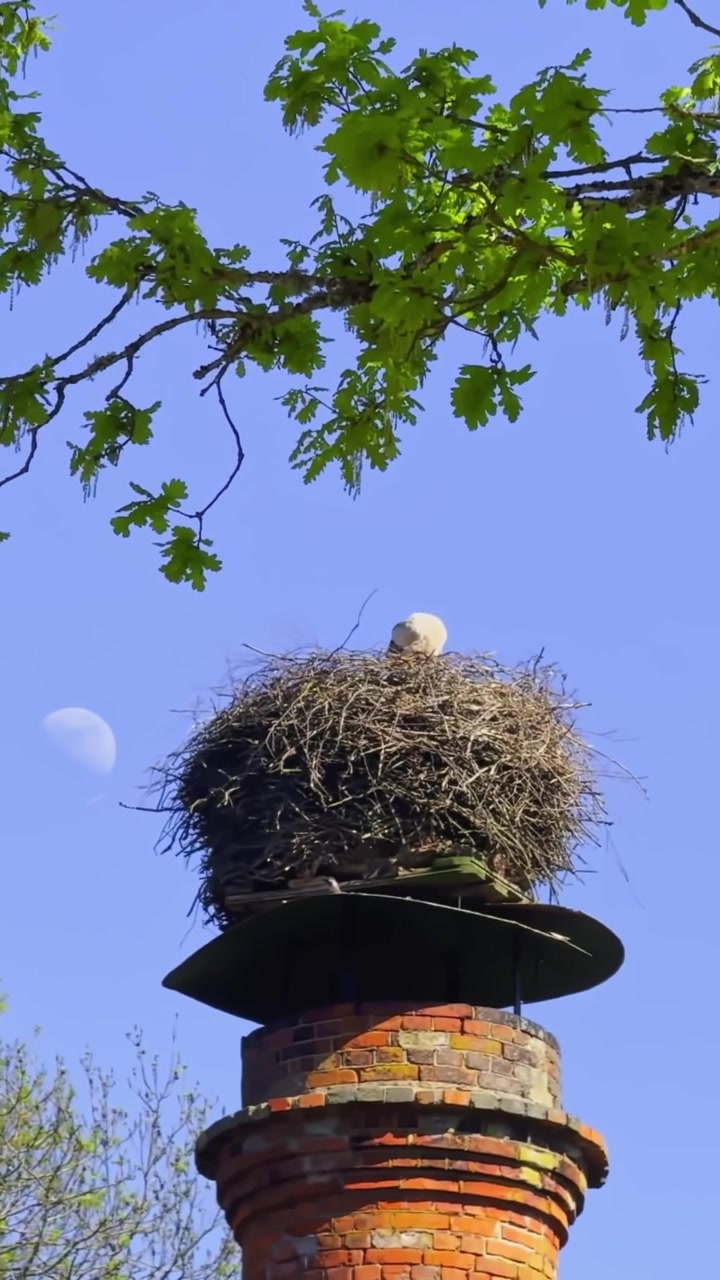 Vertical close-up of a white stork in a nest on a brick chimney in Latvia, with oak leaves, blue sky and a visible daytime moon.