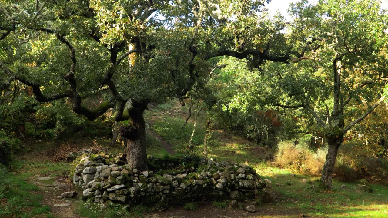 Vecchia quercia a Santa Mariña de Augas Santas, un'area naturale storica ad Allariz, Galizia, Spagna
