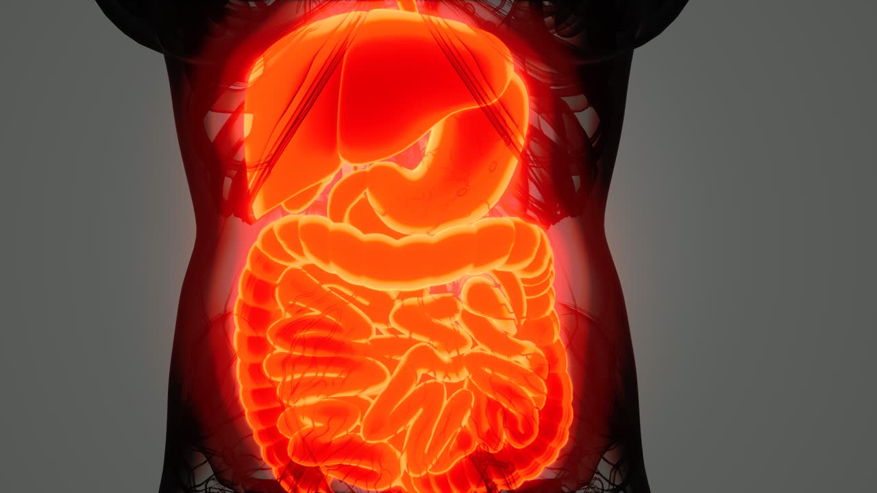 anatomía detallada del sistema digestivo humano