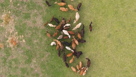 aerial birdseye view above cattle herd grazing on green agricultural indian farmland