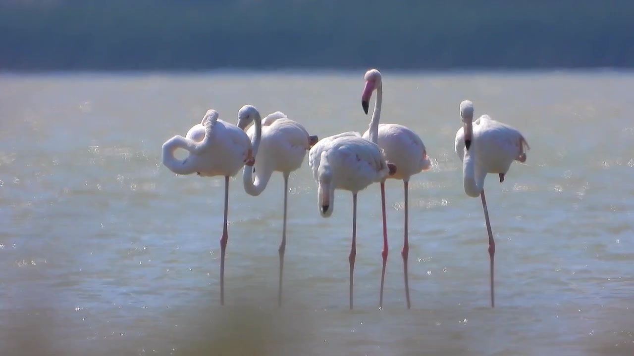 Group of Flamingos Standing in Shallow Water