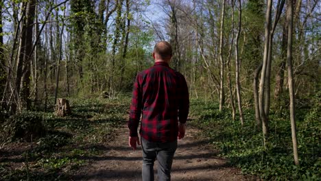 man walks on trail in forest, folowing shot from behind on sunny day