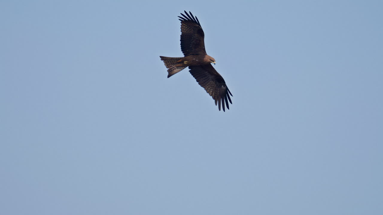 Nibbio nero che vola attraverso un cielo sereno mostrando il movimento aereo e il comportamento di un uccello predatore