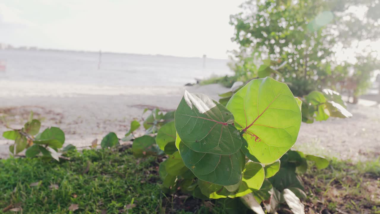 케이프 산호, 플로리다 걸프 해안에 바다 옆 공원에서 야자수