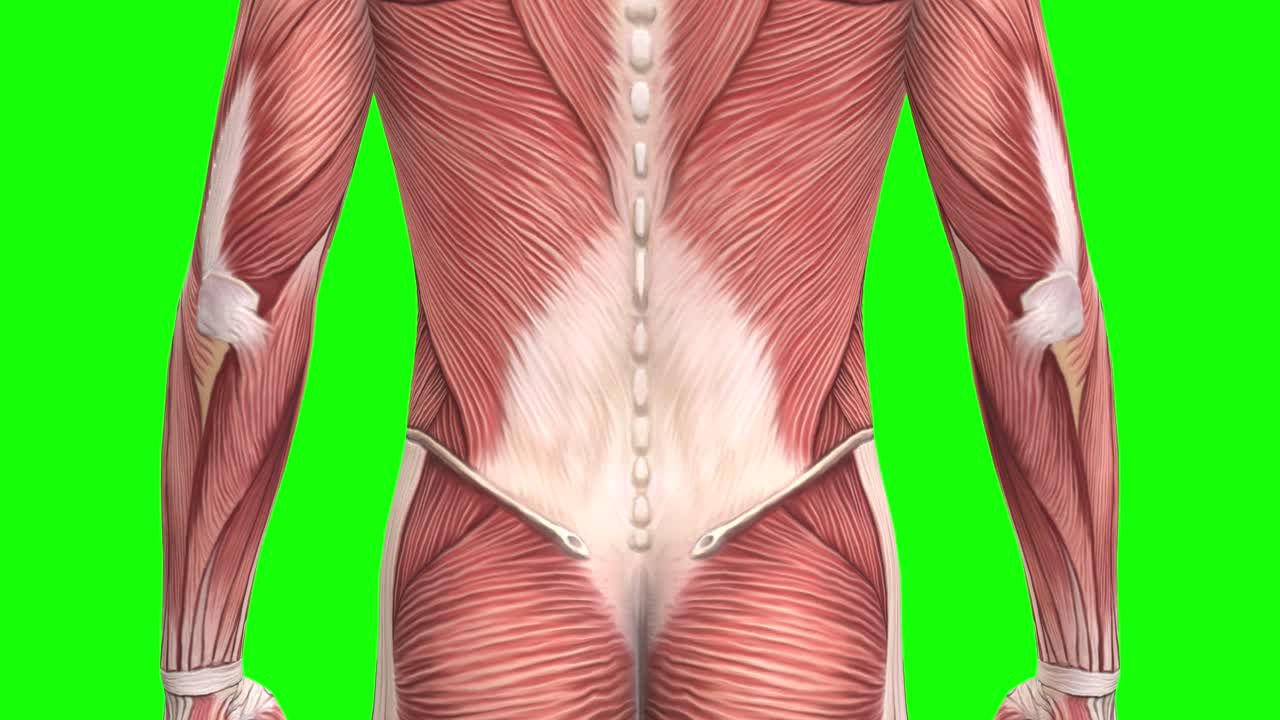 anatomía de los músculos masculinos en 3d de cerca en pantalla verde bucle sin costuras animación en 3d, vista trasera