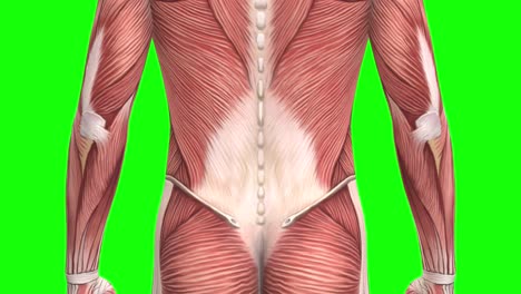 3D-male-muscles-anatomy-close-up-on-green-screen-seamless-loop-3D-animation,-back-view