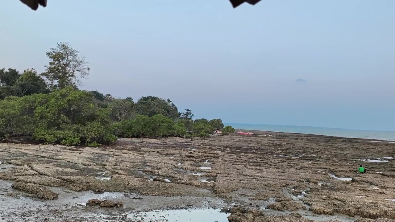 Bassa marea su una spiaggia tropicale rocciosa con mangrovie