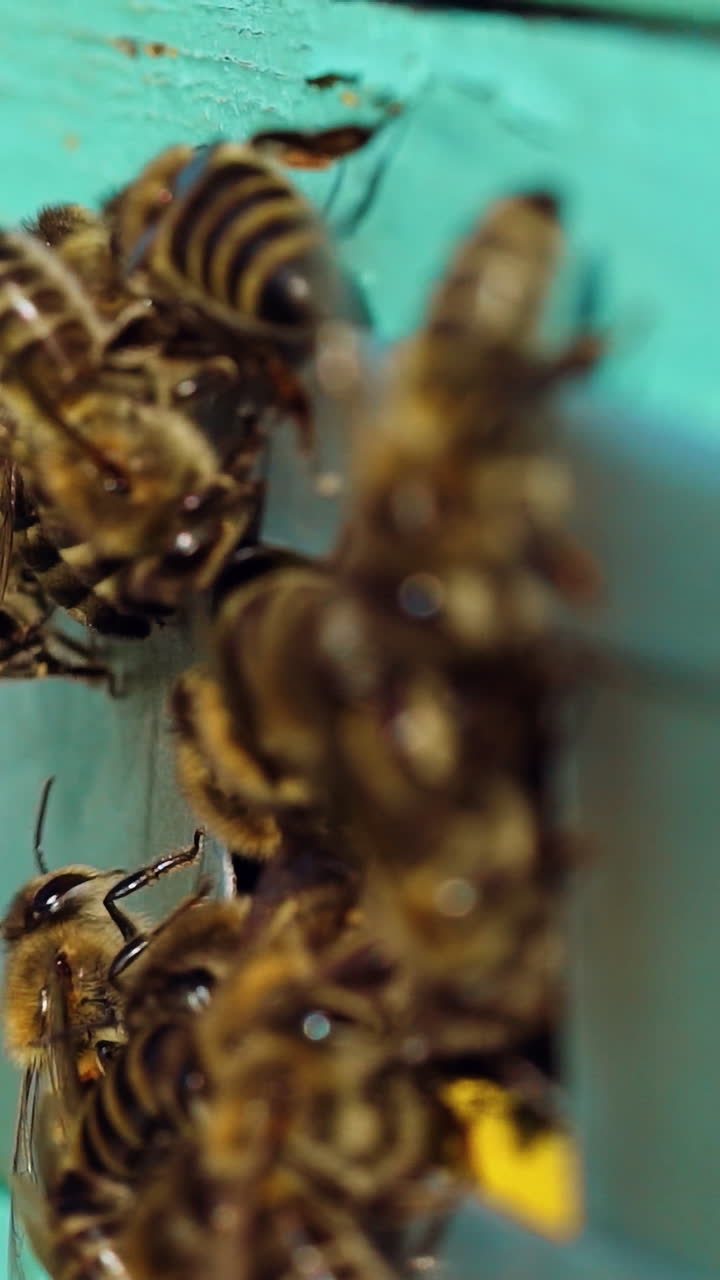 Bees working at entrance of hive. Close up of bees creep out from beehive entrance. Vertical video