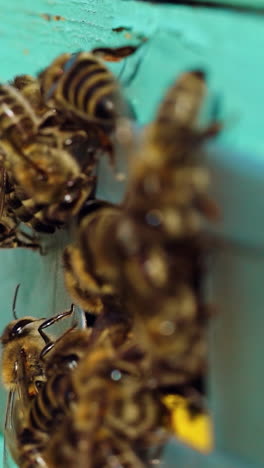 bees working at entrance of hive. close up of bees creep out from beehive entrance. vertical video