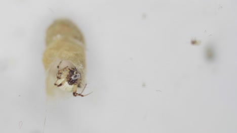 primer plano de una araña metepeira laberíntia comiendo una presa dentro de su guarida