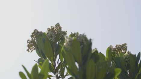 close up shot of firedance dogwood flowers blowing in the wind against a pale blue sky located at the hollywood hill southern california