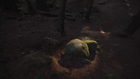 last sunshine beams hitting rocks in dark autumn forest