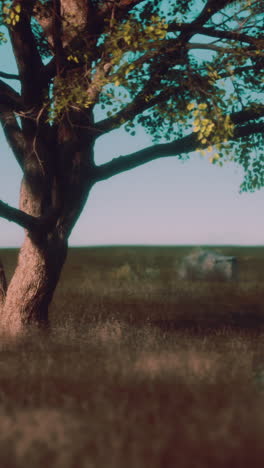 a lone tree stands in a field, bathed in the warm light of the sun.