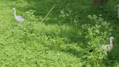 una cigüeña y una garza caminando por un prado verde