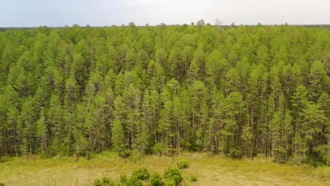 Vista-Aérea-De-Un-Bosque-De-Pinos-En-Land-O´lakes-En-Florida