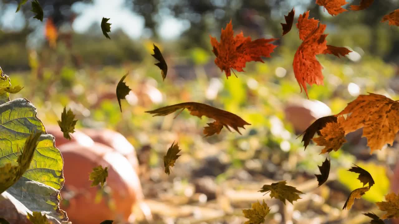 animación de las hojas de otoño que caen sobre el campo de calabazas