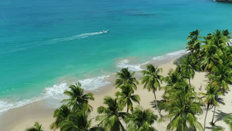 palmeras tropicales en playa colorada, pintoresca playa en las galeras, república dominicana
