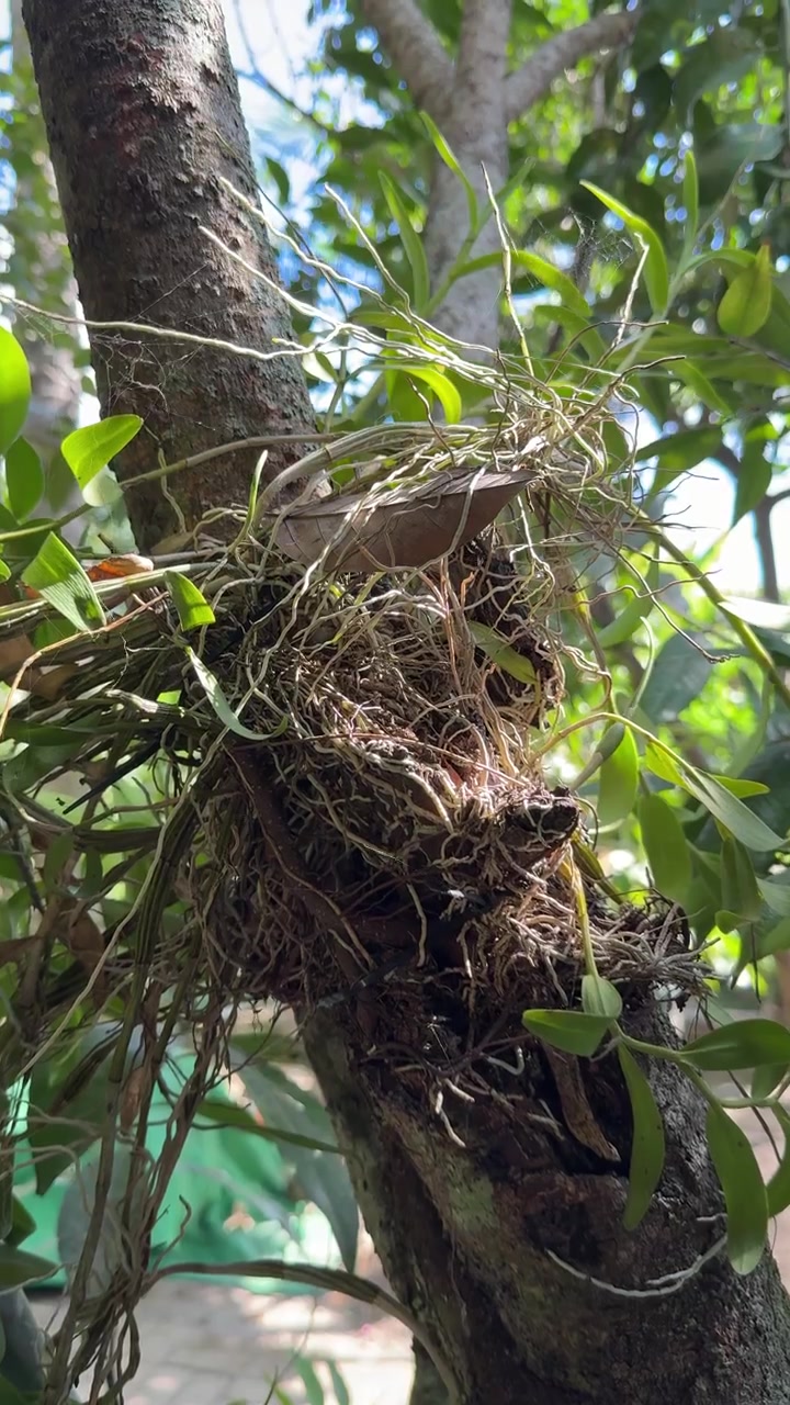 Pájaro pequeño sentado en un nido construido en la rama de un árbol