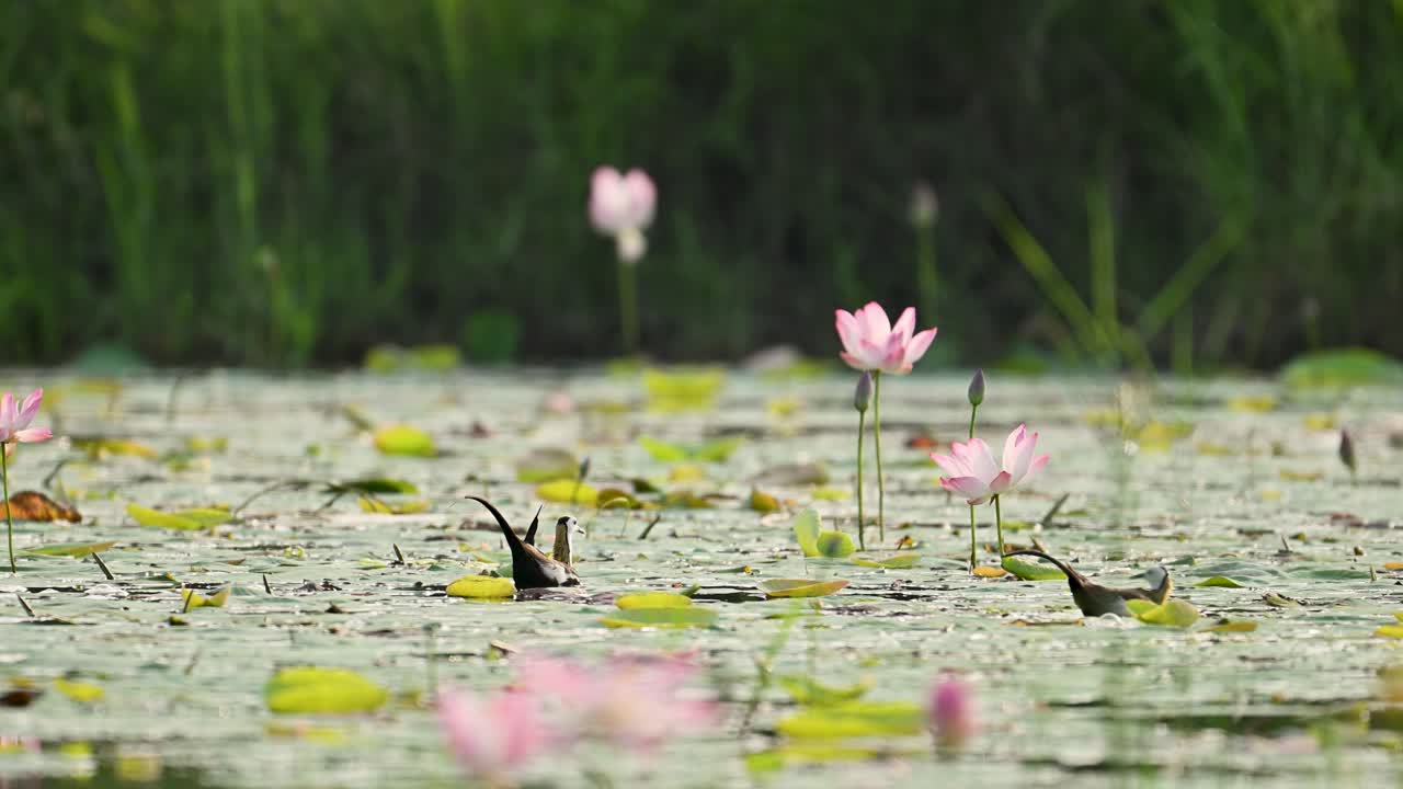Backlit Pheasant-tailed Jacana in Blooming Wetland