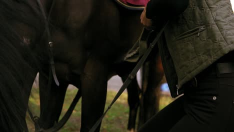 young beautiful female rider puts a saddle on her horse and prepares animal for dressage, tying up leather strap of saddle