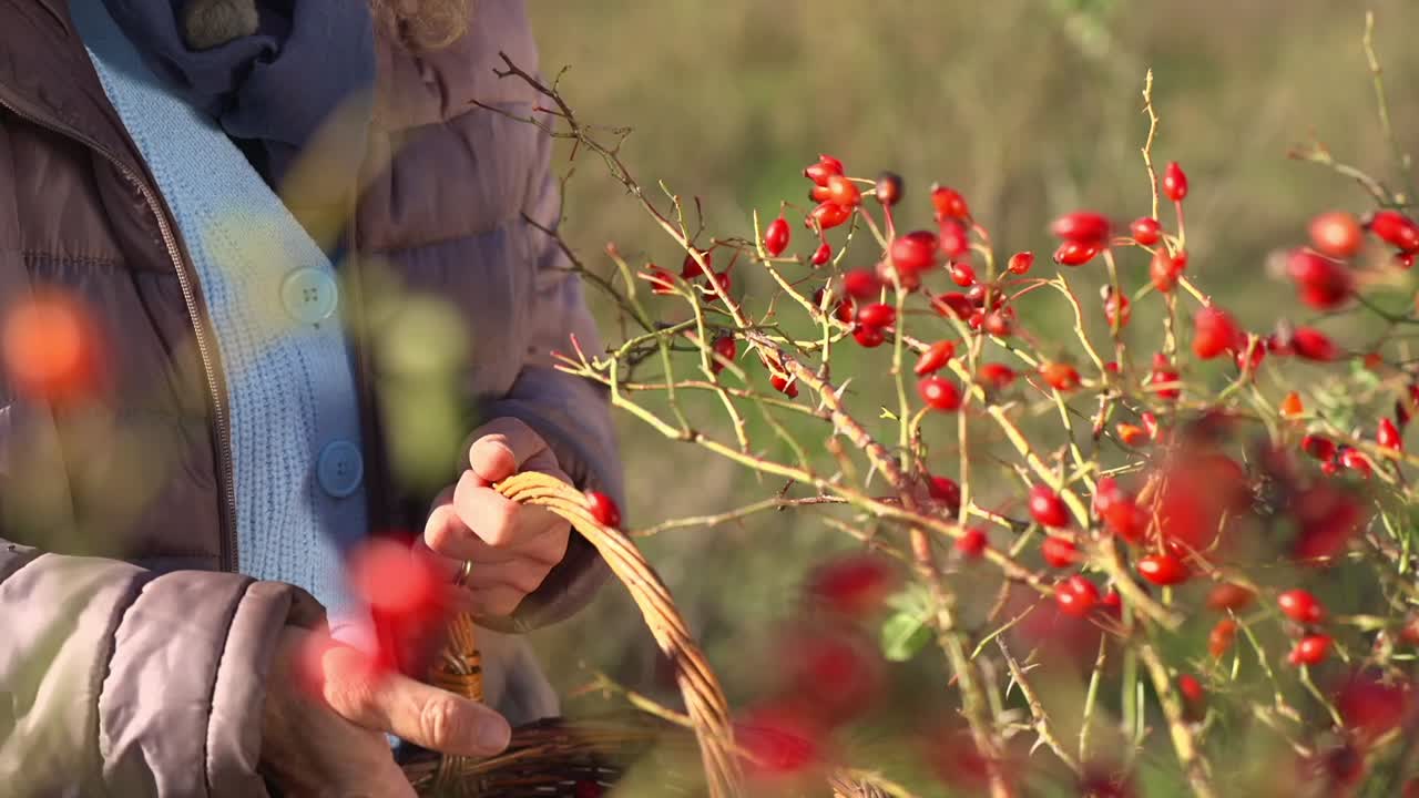 Close-up of a woman picking ripe rose hips from a wild bush on a sunny autumn day. Perfect for themes of foraging, herbal medicine, or sustainable living