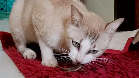 young grey cat playing and eating pray salamander inside closeup 2