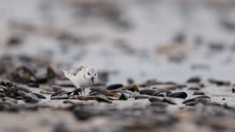 dunlin on the shore