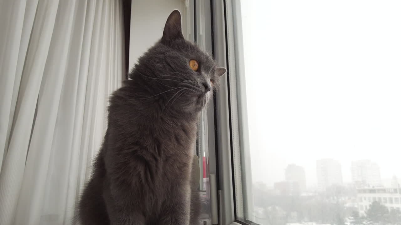 Elegant gray cat sitting on a windowsill looking outside at a snowy cityscape