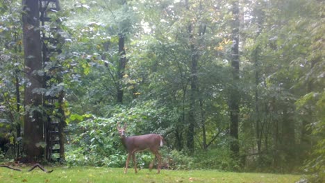 young buck cautiously walking through a clearing in the woods in the upper midwest in early autumn