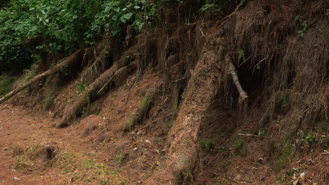 Long exposed roots of tree inside high andean forest of Colombia Los Nevados National park