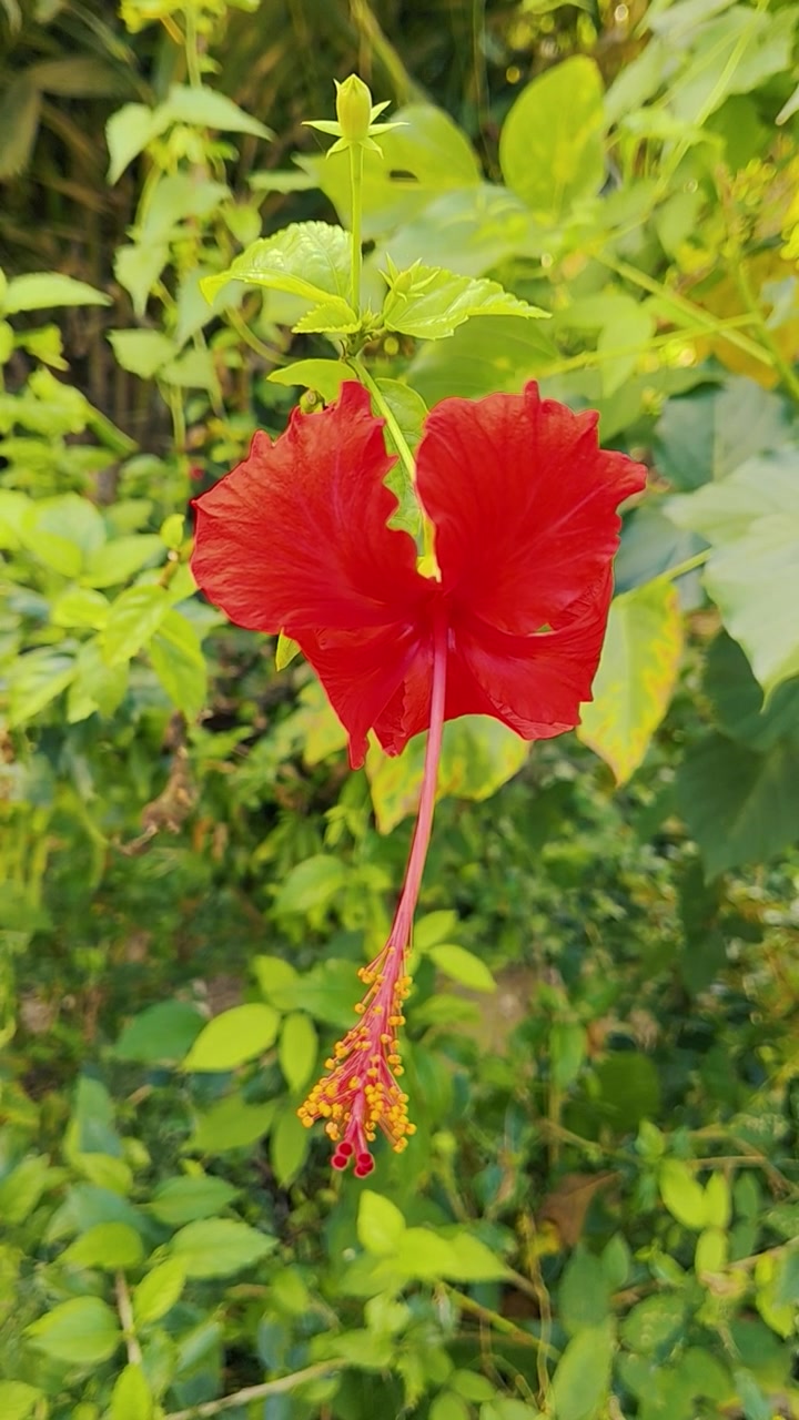 Fiore di ibisco rosso vibrante che sboccia in un giardino lussureggiante