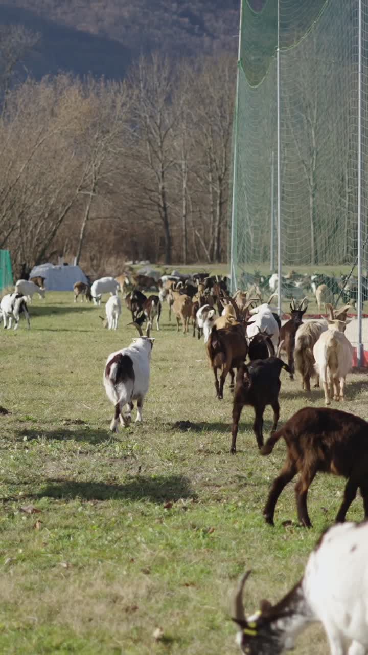 Herd of Goats Grazing in a Field