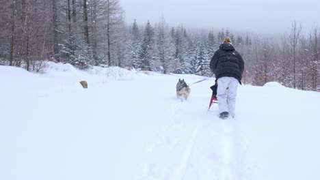 woman with a dog-sled with huskies in a forest while snowing