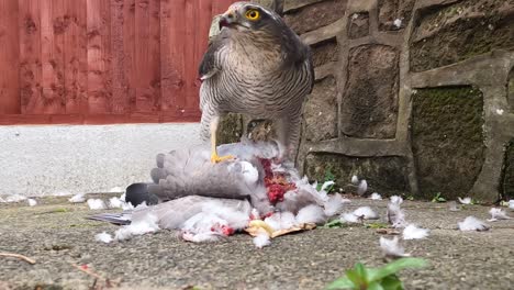 A-hawk-landing-and-eating-a-pigeon-on-paving-slabs-back-garden-with-a-red-fence-in-the-background