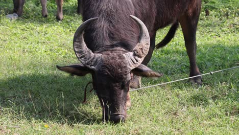 버팔로 (buffalo) 가 풀을 먹고 에서 돌아다니고 있다.