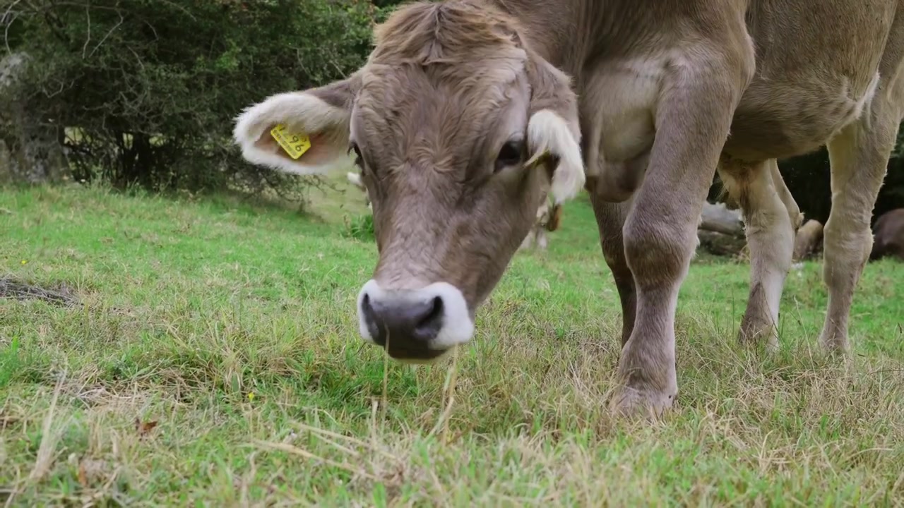 Riprese ravvicinate di una mucca nel nord Italia che cammina in un campo e mangia l'erba