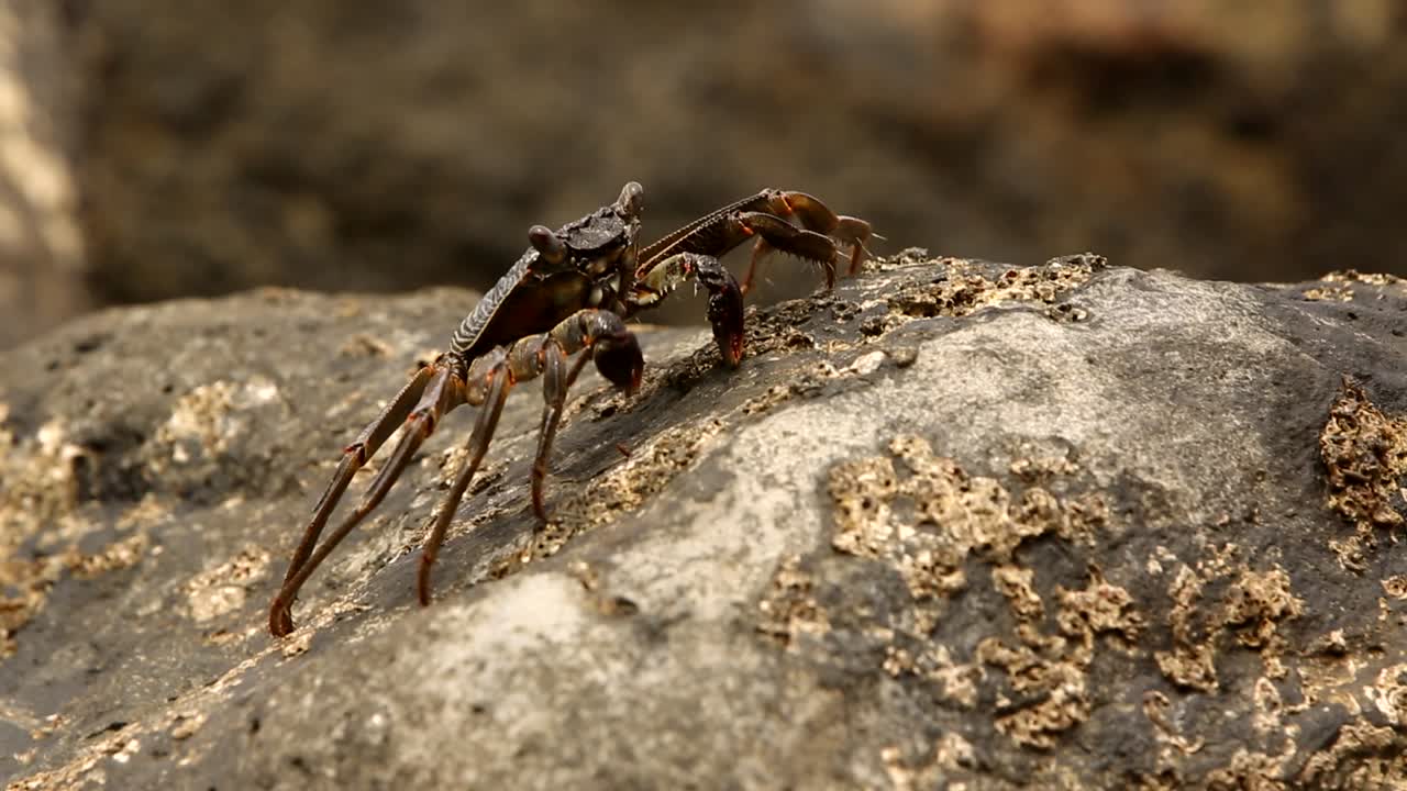 el cangrejo camina sobre las rocas busca la brisa