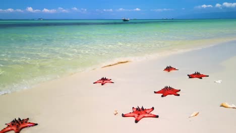 bright red starfish scattered along a clear tropical shoreline with turquoise waters and soft white sand.