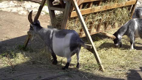 white and grey goats with big horns are feeding on hay from feeding station at norwegian farm - summer day static clip