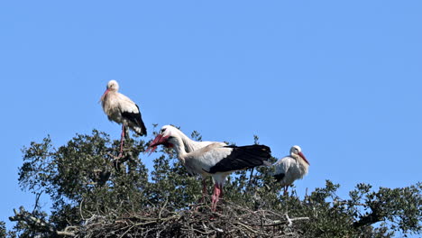 white stork  couple on nest displaying by bill-clattering