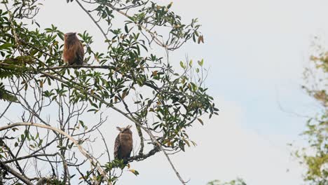 buffy fish owl ketupa ketupu, un novato que mira y mira a su alrededor y luego se acicala mientras la madre pájaro abajo en una rama mirando hacia la derecha, parque nacional khao yai, tailandia
